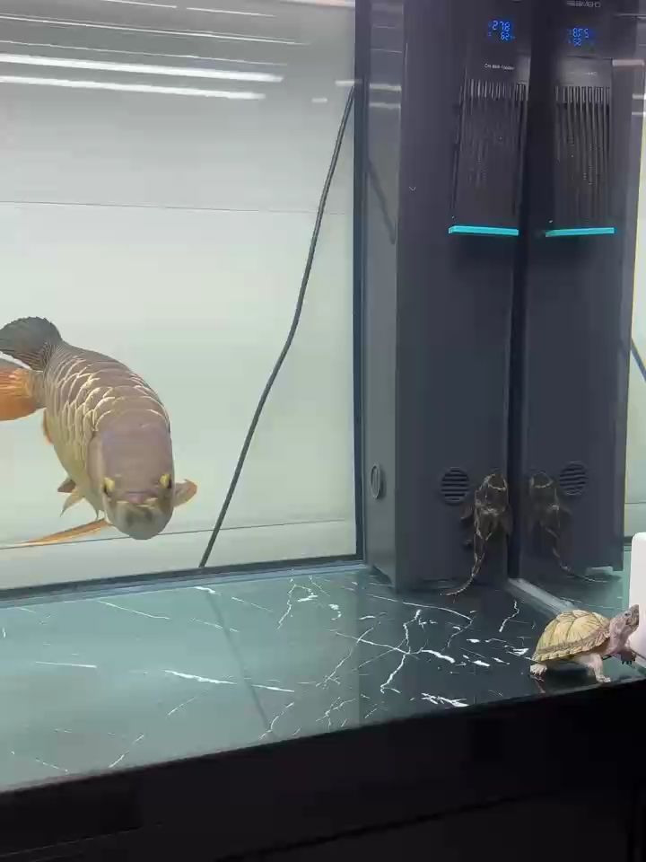 冷宅家，靜賞家中魚(yú)兒游弋，享愜意悠閑