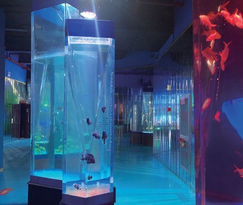 家水族館進貨要求怎么寫? 水族館百科(水族館加盟) 第5張 家水族館進貨要求怎么寫? 家水族館進貨要求怎么寫? 水族館百科(水族館加盟) 第5張