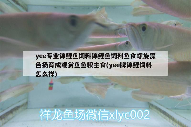 ee專業(yè)錦鯉飼料，螺旋藻色揚(yáng)育成，觀賞 ee專業(yè)錦鯉飼料，螺旋藻色揚(yáng)育成，觀賞 yee