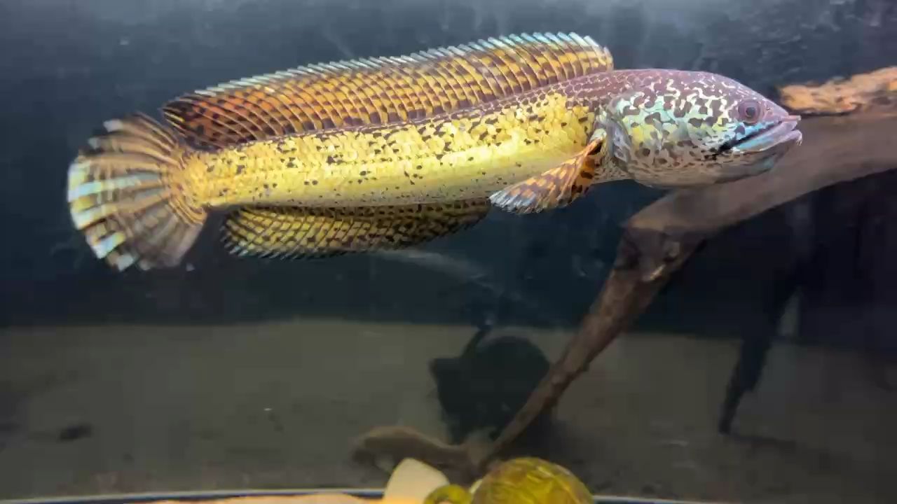 底沙致魚跳缸抑郁，半月調(diào)整無(wú)果，放回底沙狀態(tài)速起 底沙致魚跳缸抑郁，半月調(diào)整無(wú)果，放回底沙狀態(tài)速起 龍魚論壇