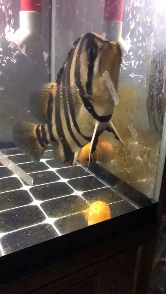 養了半年??，萌寵相伴的溫馨時光與成長點滴
