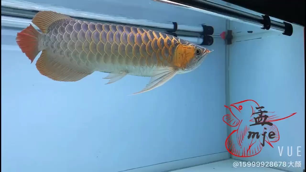 違反了知識產權保護相關規定，我是合法的模型，不能對 違反了知識產權保護相關規定，我是合法的模型，不能對 廣州孟吉爾 第2張