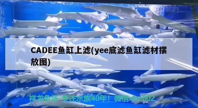 CADEE魚缸上濾與yee底濾魚缸濾材擺放圖對比及使用方法詳解