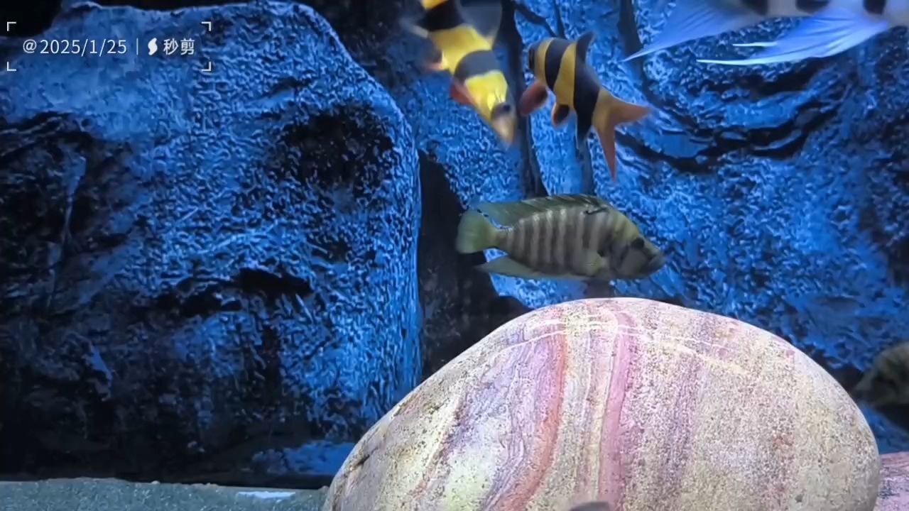 間鼠來了！神秘入侵引發生態震蕩