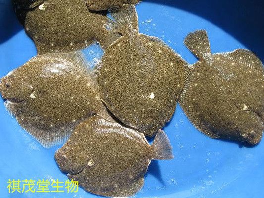 紅龍魚價格全解析，最新行情表及高清圖片賞析