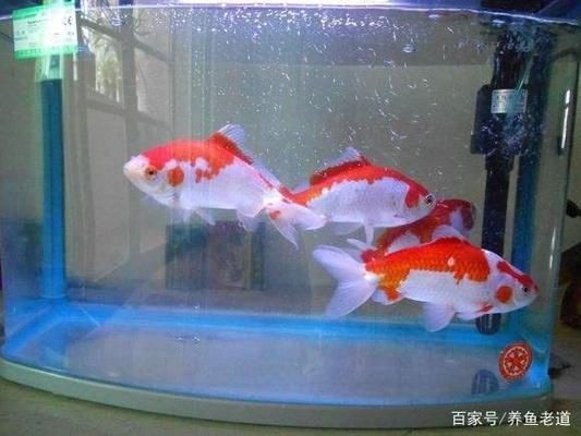 魚缸過濾器材材質全解析，哪種好及常見選擇對比 魚缸過濾器材材質全解析，哪種好及常見選擇對比 黃金貓魚百科