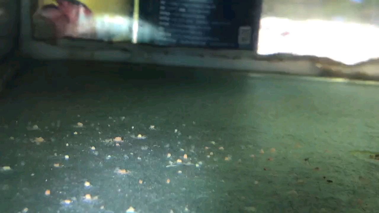 棒，獨特魅力與多元價值，在生活中的奇妙呈現與深遠
