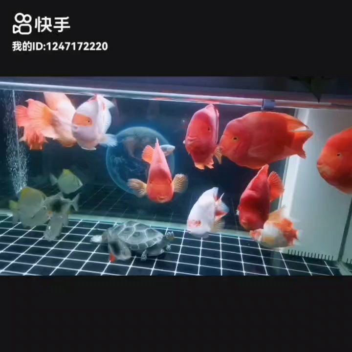魚缸用增氧泵價(jià)格是多少:魚缸增氧機(jī)-xtrac增氧機(jī)-xtrac增氧機(jī) 愿事事順?biāo)旖匀缫猓磥矶〞?huì)越來越好,南無阿彌陀佛???? 龍魚論壇 愿事事順?biāo)旖匀缫猓磥矶〞?huì)越來越好,南無阿彌陀佛???? 愿事事順?biāo)旖匀缫猓磥矶〞?huì)越來越好,南無阿彌陀佛???? 龍魚論壇