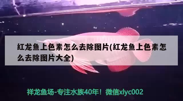 龍魚上色素去除方法及圖片大全，助你解決色素