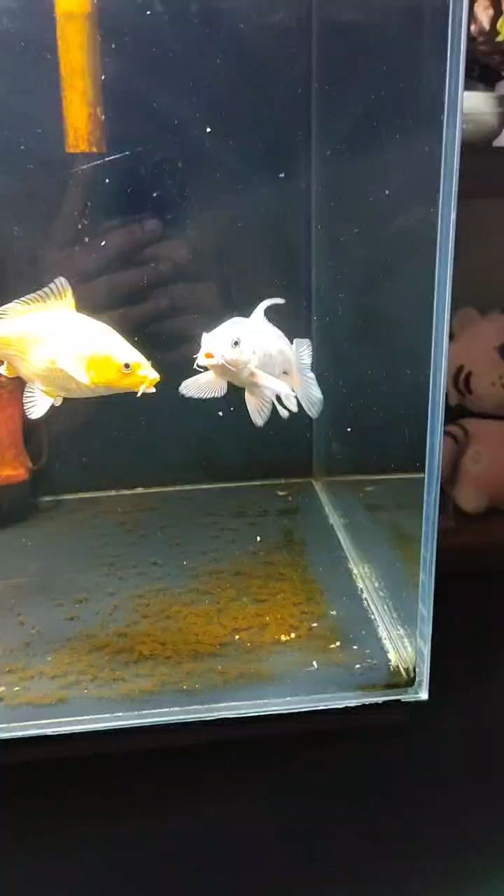 龍魚干蝦有營養嗎 小苗子是否有問的必要? 龍魚論壇 小苗子是否有問的必要? 小苗子是否有問的必要? 龍魚論壇