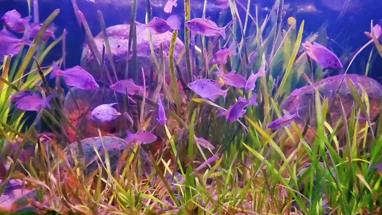 周六魚快，暢享鮮香滋味，開啟周末美味狂歡