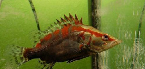 魚屬于熱帶魚嗎？探究虎魚的熱帶屬性及適宜