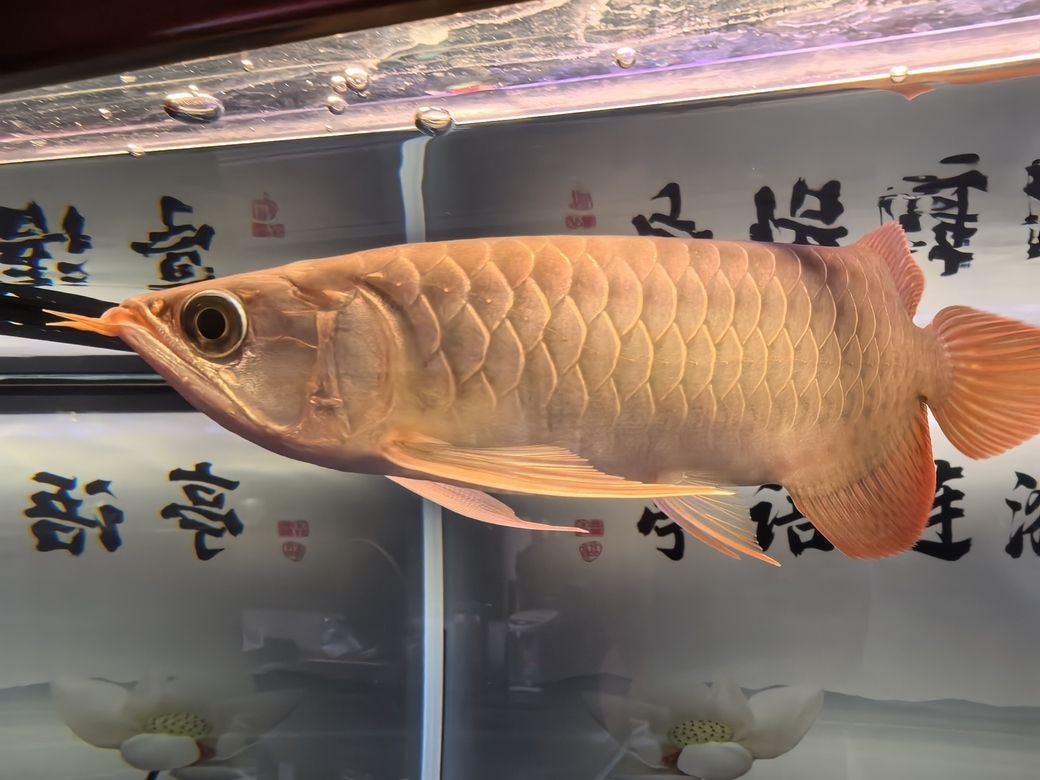 堅(jiān)持愛(ài)好，于喧囂塵世中尋得心靈凈土與自我