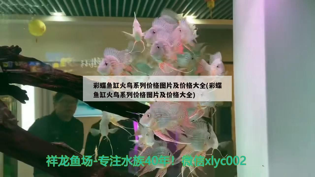 蝶魚缸火鳥系列，價格、圖片全匯總，選購指南