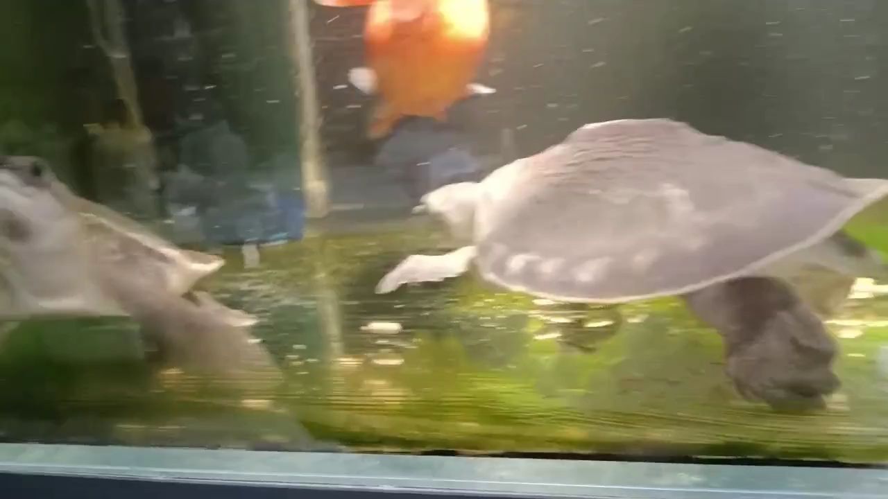 龍魚干蝦有營養嗎 倆老六的奇妙冒險,從日常趣事到非凡經歷 龍魚論壇 倆老六的奇妙冒險,從日常趣事到非凡經歷 倆老六的奇妙冒險,從日常趣事到非凡經歷 龍魚論壇
