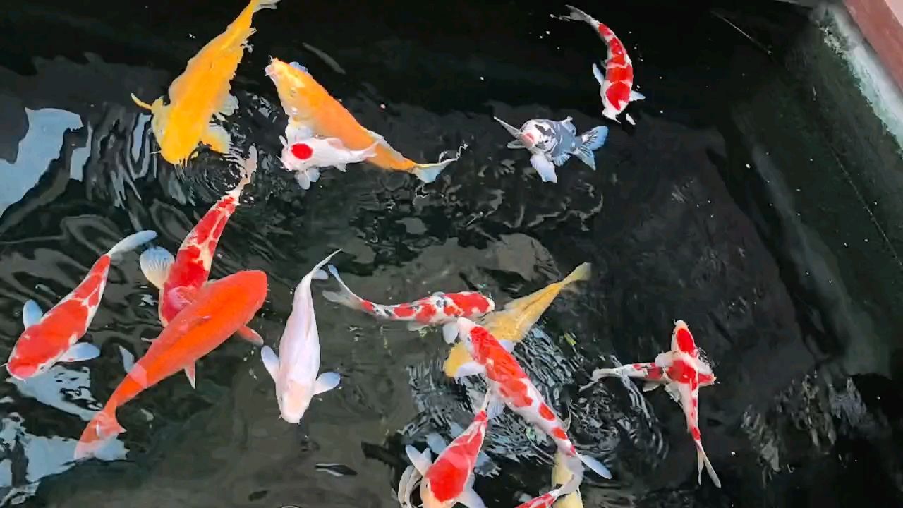 冬天寵物飼養(yǎng)需謹(jǐn)慎，最好少喂食，避免健康風(fēng)險(xiǎn)