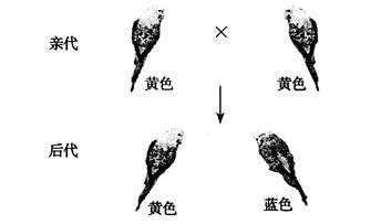 印尼紅龍魚養護秘籍，好養與否及如何養出