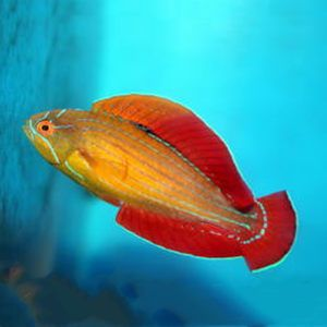 魚與孔雀魚等觀賞魚價格大揭秘，究竟多少錢能