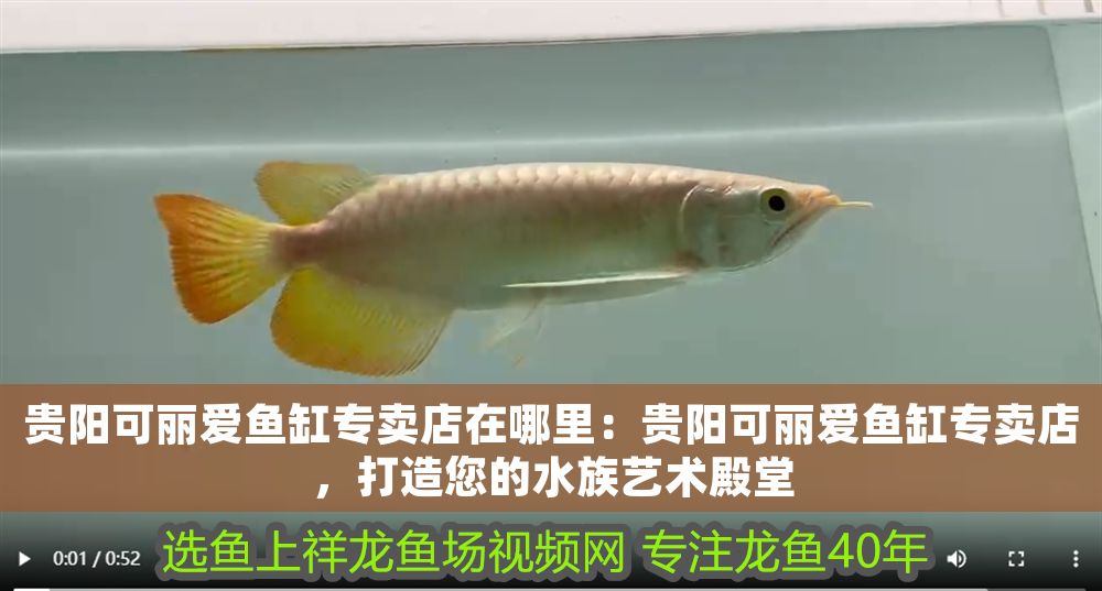 可麗愛魚缸專賣店在哪？ 可麗愛魚缸專賣店在哪？ iwish愛唯希品牌魚缸 第1張