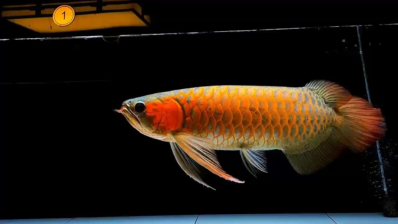 點關注，共赴美好龍魚生活，養護心得與趣味