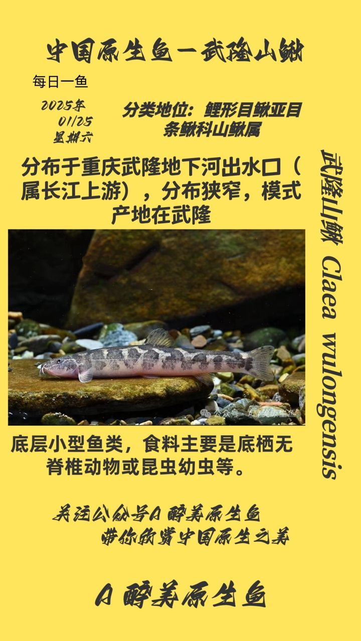 <strong><mark>武隆</mark></strong>山鰍，獨特生靈，<strong><mark>武隆</mark></strong>水域的神秘