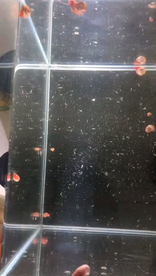 魚缸用增氧泵價格是多少:魚缸增氧機-xtrac增氧機-xtrac增氧機 精準凝練生成的專屬 龍魚論壇 精準凝練生成的專屬 精準凝練生成的專屬 龍魚論壇