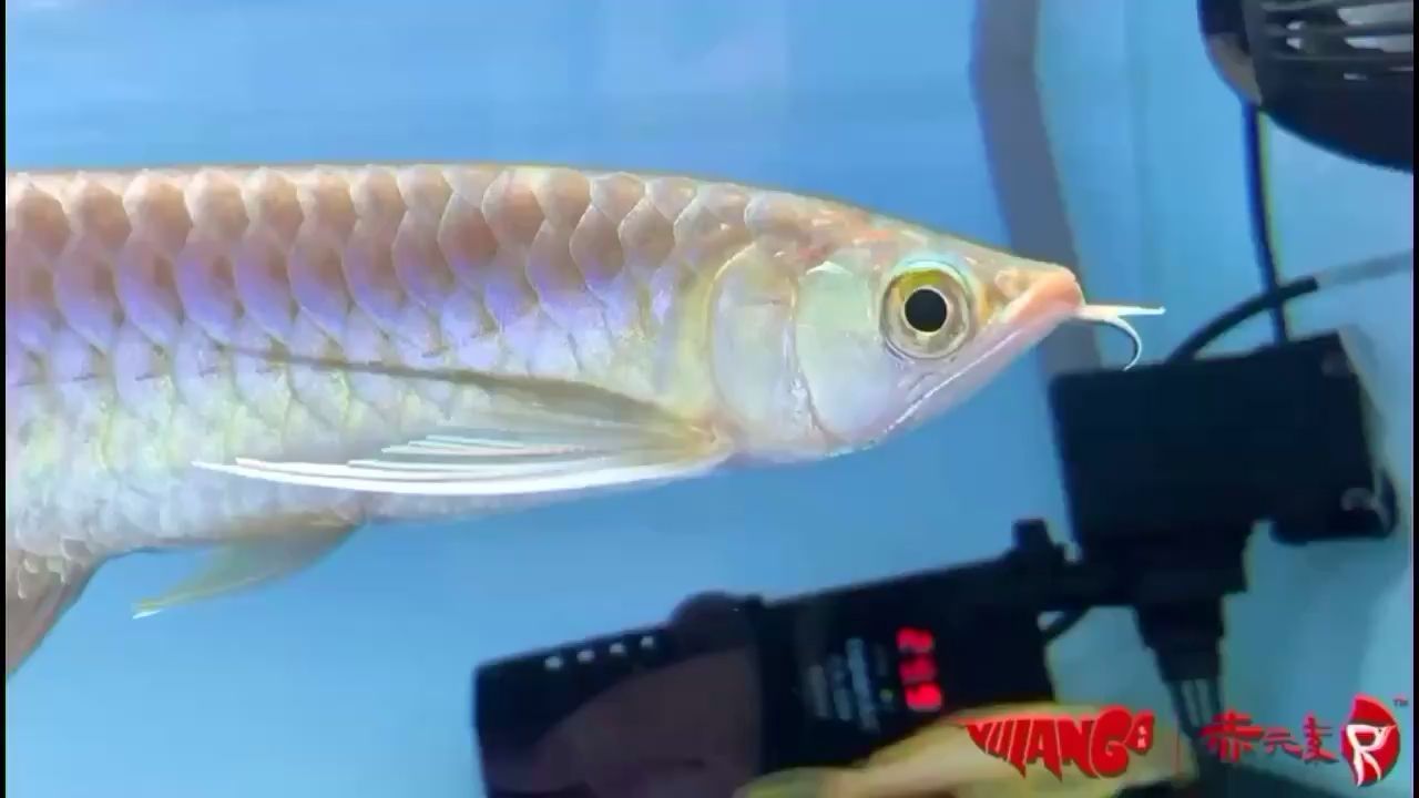 高陵觀賞魚市場赤元素，獨特魅力與市場探秘 高陵觀賞魚市場赤元素，獨特魅力與市場探秘 赤元素 第3張