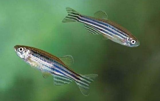 紅龍魚發色過程圖片大賞，全階段解析與