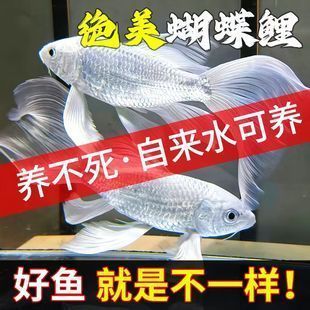 身蝴蝶鯉價格揭秘，尺寸、渠道與品相如何影響