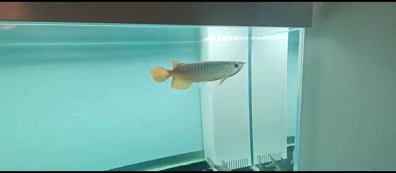 缸第七天，這魚究竟是何品種？