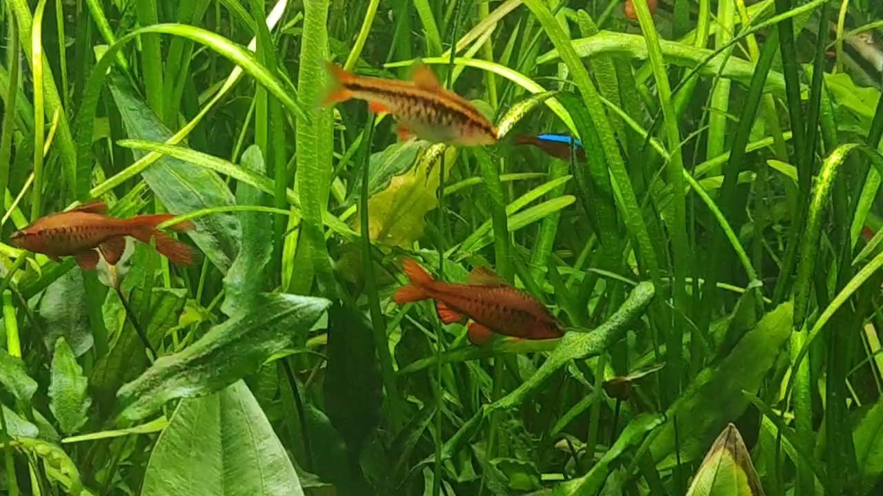 新到家的小虎魚(yú) 晚間賞魚(yú),靜謐時(shí)光里與水中精靈的奇妙邂逅 龍魚(yú)論壇 晚間賞魚(yú),靜謐時(shí)光里與水中精靈的奇妙邂逅 晚間賞魚(yú),靜謐時(shí)光里與水中精靈的奇妙邂逅 龍魚(yú)論壇