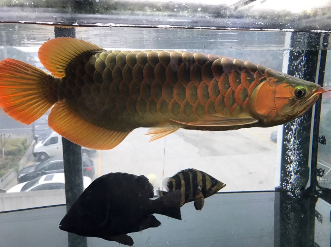沒更新發(fā)布，60 公分魚友近況，敬請 沒更新發(fā)布，60 公分魚友近況，敬請 龍魚論壇 第1張