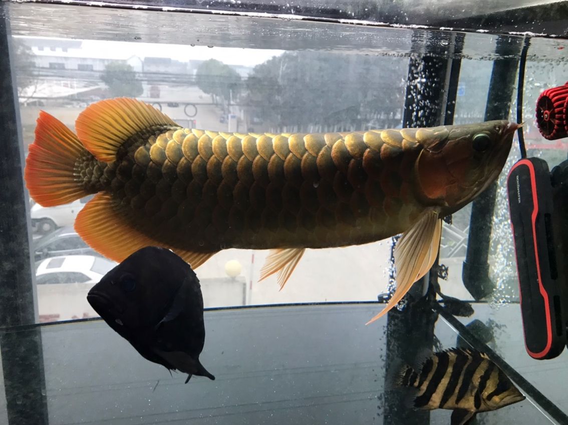 沒更新發(fā)布，60 公分魚友近況，敬請 沒更新發(fā)布，60 公分魚友近況，敬請 龍魚論壇 第2張