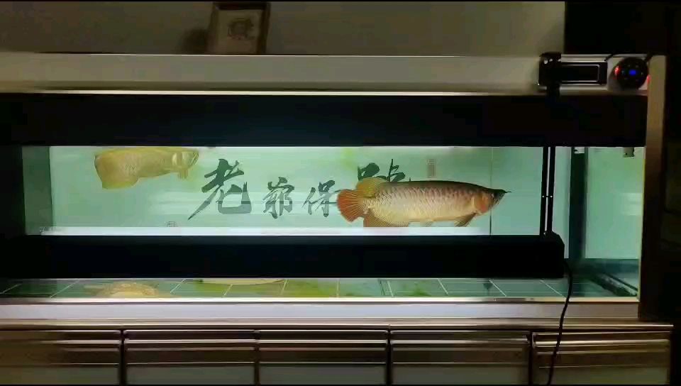 龍打卡，每日堅持，見證蛻變，開啟熱血