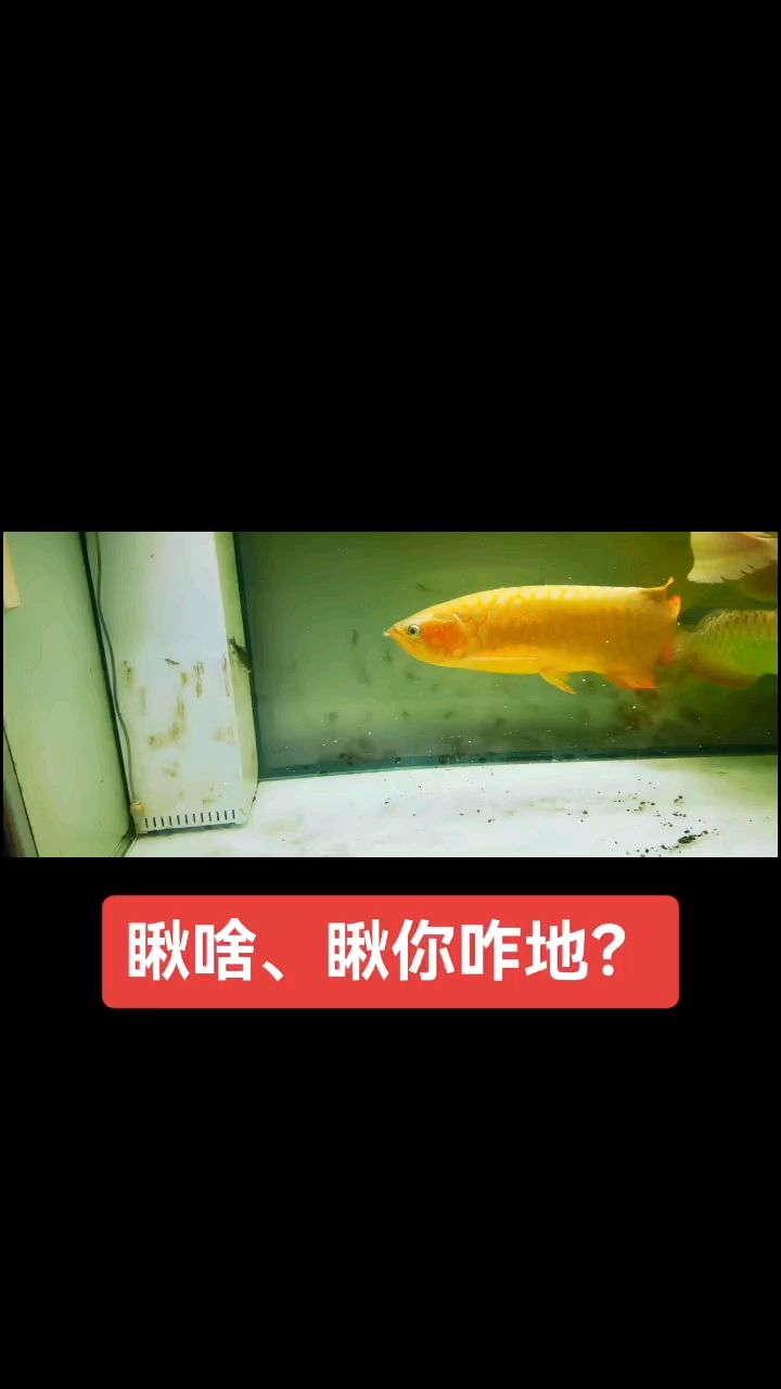 紅龍魚用黃燈烤有用嗎 你瞅啥背后,那些因對視引發的趣事、沖突與人情百態 龍魚論壇 你瞅啥背后,那些因對視引發的趣事、沖突與人情百態 你瞅啥背后,那些因對視引發的趣事、沖突與人情百態 龍魚論壇