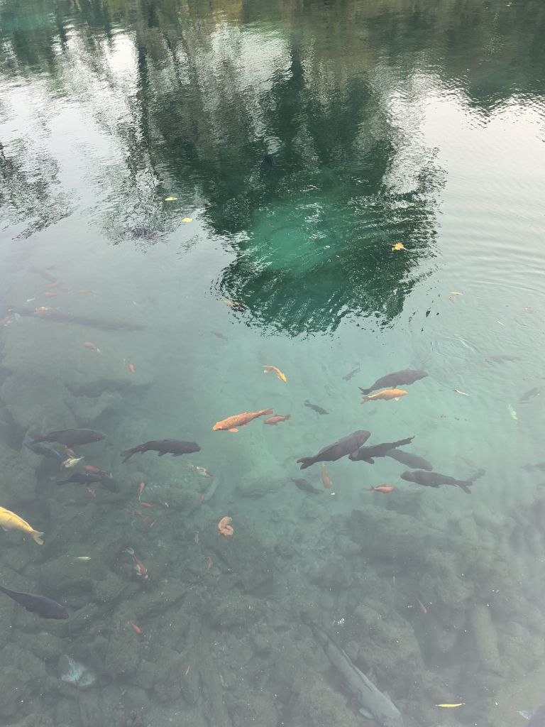 關(guān)鍵主體]奧秘，深度剖析其獨(dú)特魅力與