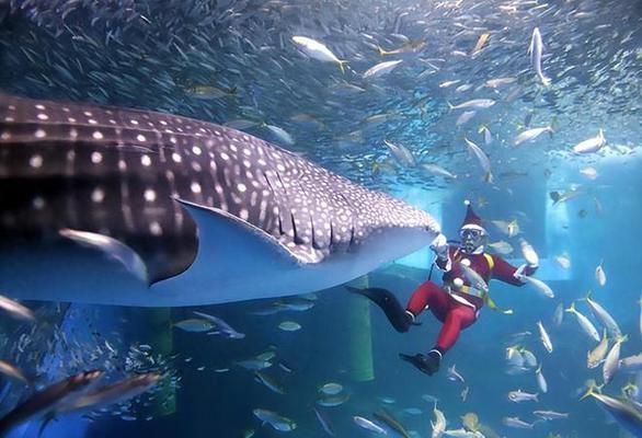 中國水族館現狀，發展歷程、面臨挑戰及未來展望