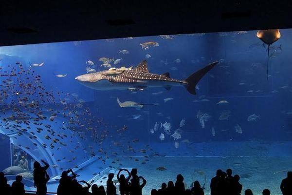 中國水族館現(xiàn)狀，發(fā)展歷程、面臨挑戰(zhàn)及未來展望