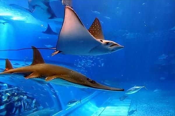 中國水族館現狀，發展歷程、面臨挑戰及未來展望