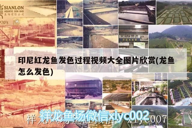 紅龍魚發色過程全解析，視頻大全與圖片欣賞