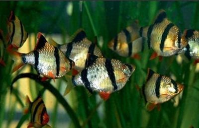 族館常賣熱門魚種大盤點，這些魚類你了解