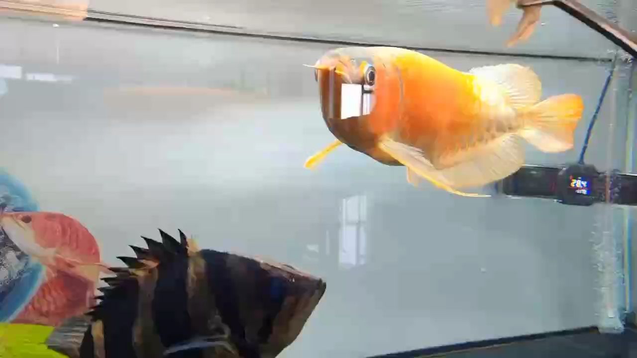 喂魚，看似尋常舉動，背后竟藏著這般猛