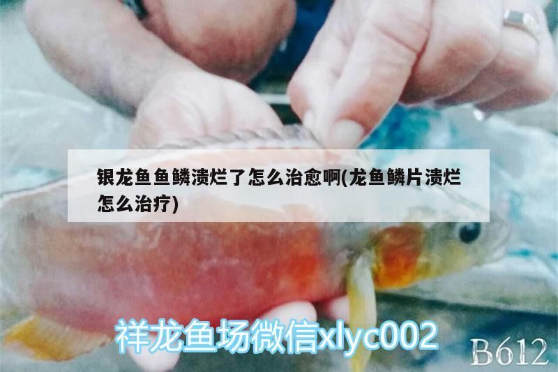 龍魚魚鱗潰爛別慌！