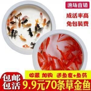 龍魚問題聚焦，祥龍魚場相關問題全剖析與深度