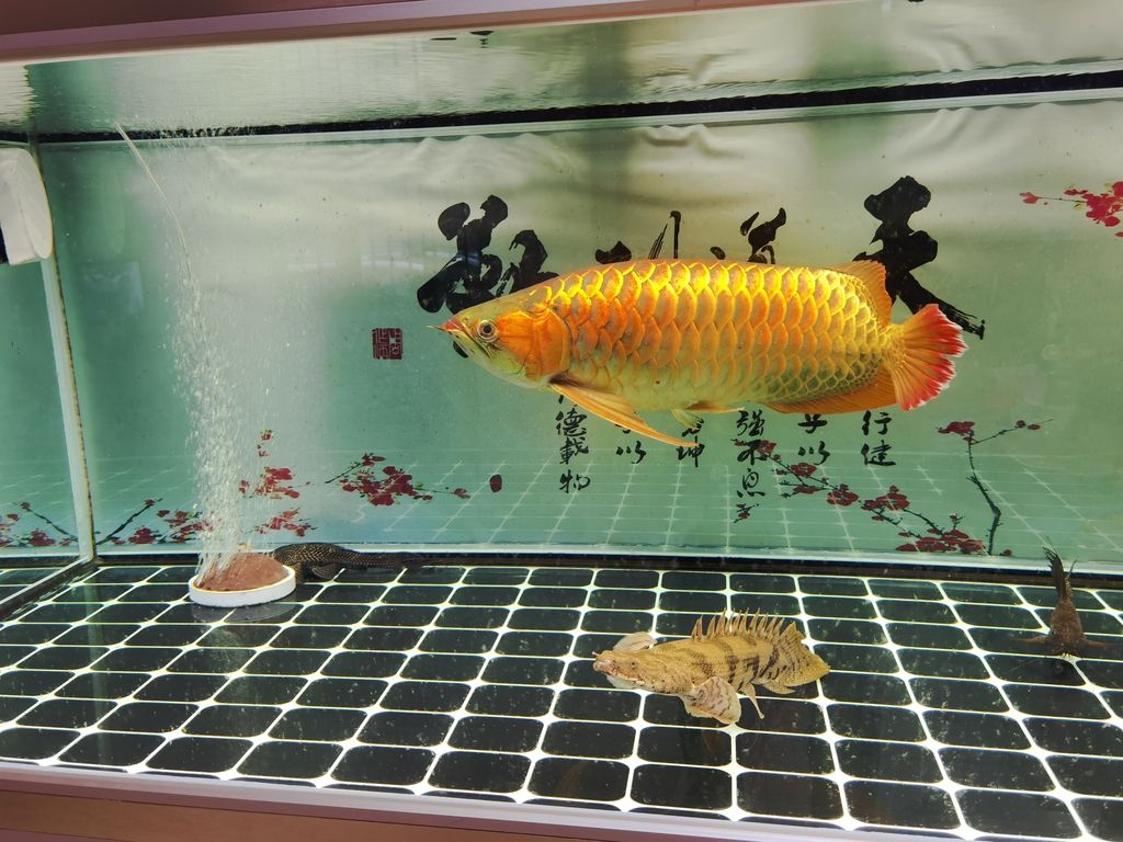 核心關鍵詞]深度剖析，現象背后的本質與多維度