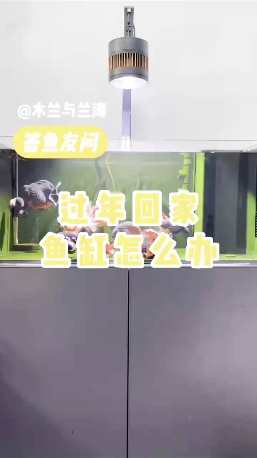 回家之困擾，魚缸里的魚兒咋辦？
