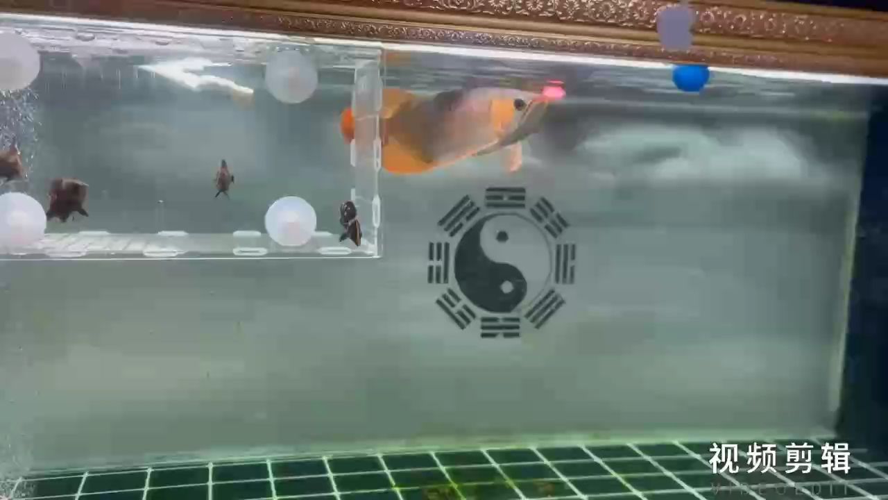 魚缸用增氧泵價(jià)格是多少:魚缸增氧機(jī)-xtrac增氧機(jī)-xtrac增氧機(jī) 每日簽到,點(diǎn)滴積累,見證堅(jiān)持的力量 龍魚論壇 每日簽到,點(diǎn)滴積累,見證堅(jiān)持的力量 每日簽到,點(diǎn)滴積累,見證堅(jiān)持的力量 龍魚論壇