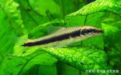 紅龍魚發色過程視頻，揭秘水中瑰寶色彩奧秘，探尋發色奇妙之旅