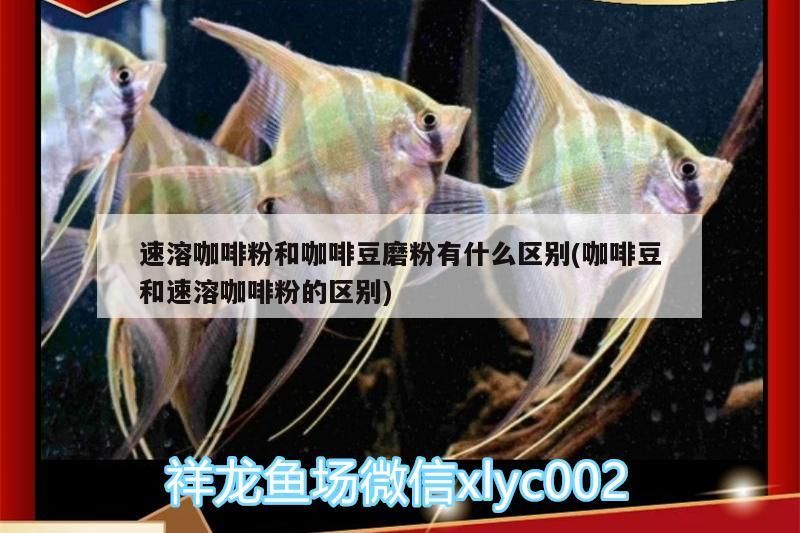 溶咖啡粉與咖啡豆磨粉，成分、口感及制作