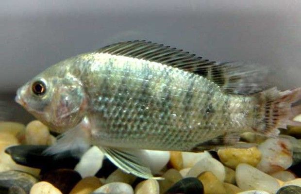 化羅非魚，獨特外觀與特性解析，探尋這一特殊 化羅非魚，獨特外觀與特性解析，探尋這一特殊 元寶鳳凰魚百科 第1張